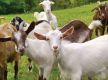 Goats worth over Rs. 30 million sold