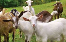 Goats worth over Rs. 30 million sold