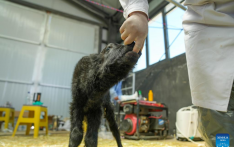 Chinese scientists successfully clone yak