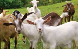 Goats worth over Rs. 30 million sold