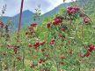 Jumla farmers adopt improved apple varieties