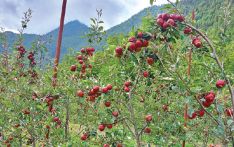 Jumla farmers adopt improved apple varieties
