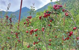 Jumla farmers adopt improved apple varieties