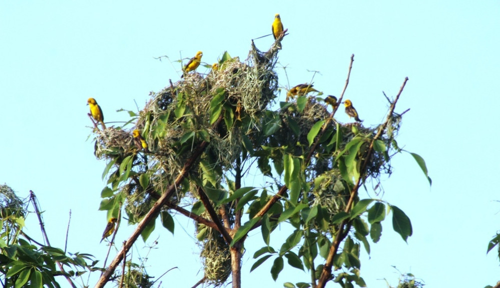 sunaulo topchara
