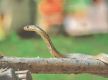 Kathmandu Valley seeing almost a dozen snakebite cases a day 