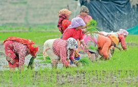 About 59 percent paddy plantation completed so far across Nepal