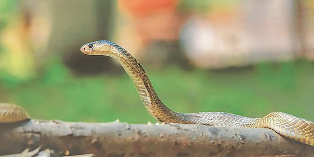 Kathmandu Valley seeing almost a dozen snakebite cases a day 