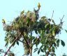 सुनौलो तोपचराको संख्या घट्दो, शुक्लाफाँटा निकुञ्जमा १ सय ८४ मात्रै