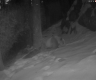 Rare brown giant panda spotted in NW China's Shaanxi