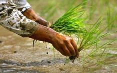 72% paddy plantation completed so far this year