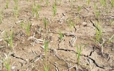 Unprecedented drought disrupts paddy plantation, triggers drinking water shortage in Madhes