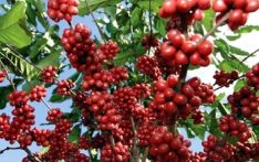 Coffee farming gaining expansion in Koshi province