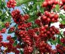 Coffee farming gaining expansion in Koshi province