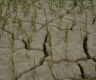 Cracked paddy field in Madhesh, even in Monsoon (Photo Feature)