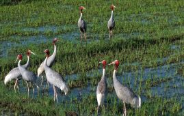 Rare Sarus cranes spotted in Ratanpur wetland