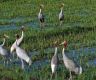 Rare Sarus cranes spotted in Ratanpur wetland