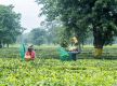 Nepal’s 81.8 percent export boom driven by re-exports. Farm goods lag