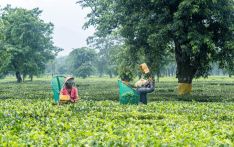 Nepal’s 81.8 percent export boom driven by re-exports. Farm goods lag