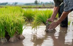 Paddy Plantation Completed on 80,000 Hectares in Gandaki