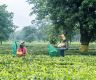 Nepal’s 81.8 percent export boom driven by re-exports. Farm goods lag