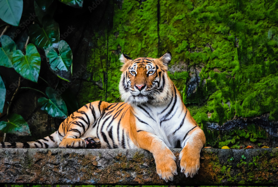 tiger