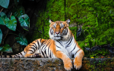 Banke National Park successful in tiger conservation