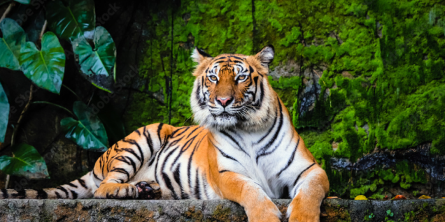 Banke National Park successful in tiger conservation