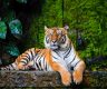 Banke National Park successful in tiger conservation