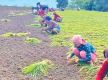 Nation to mark National Millet Day today