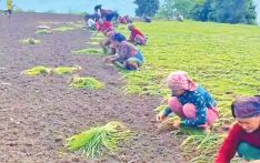 Nation to mark National Millet Day today