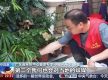广东基孔肯雅热疫情快速上升势头初步遏制 如何优化防控措施？专家详解