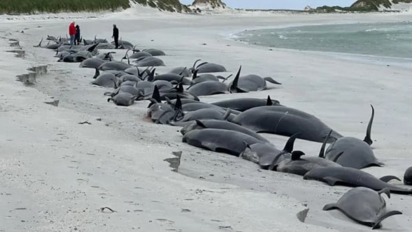 Whale-stranded-240712-a1-noresize