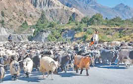 Mustang goats for Dashain to undergo mandatory health checks