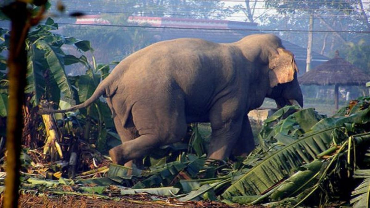 elephant-hatti_iXOwPhbaAt