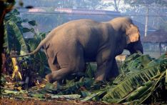 झापाको देवीगञ्जमा जङ्गली हात्ती मृत फेला