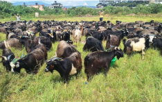 因道路条件恶劣及“Z 世代”抗议活动引发不安，尼泊尔国营企业今年德赛节与灯节停售山羊