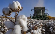 哈萨克斯坦媒体:新疆“白色黄金”助力哈萨克斯坦