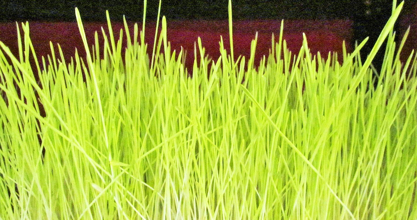 Dashain-Jamara