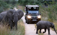 南非知名国家公园陷“更名争议”，反对者称“草率更名只会重创该国旅游业”