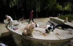 美媒：“猫比人多”，塞浦路斯的大麻烦