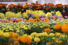 灯节花卉博览会在加德满都盛大开幕，七百种花卉齐亮相