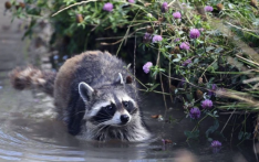 繁殖力超强且缺乏天敌，北美浣熊在法国泛滥