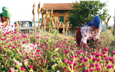 提哈尔节（灯节）：灯火辉煌与手足情深的节日