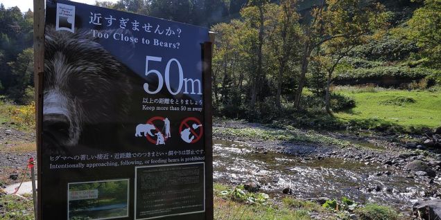 “熊出没”频发 日本遭熊袭击死亡人数创新高