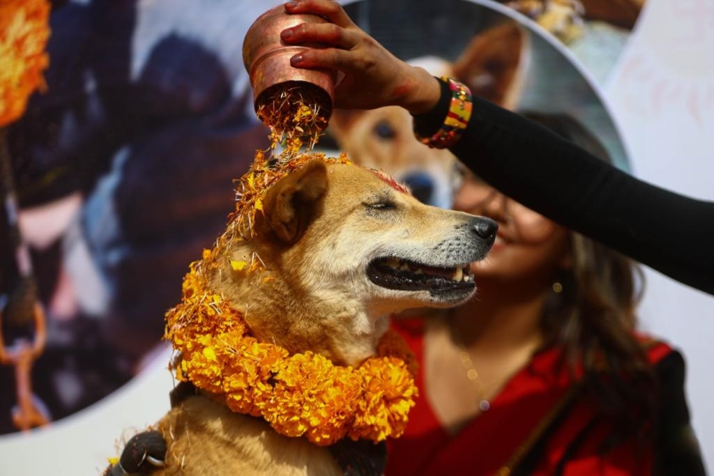 kukur tihar dog fest