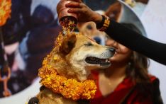 Kukur Tihar being observed today