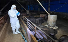 台媒：台中养猪场验出疑似非洲猪瘟，当地市政府启动4项防疫措施