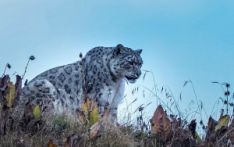 尼泊尔雪豹种群数量公布，全球 10% 栖息于此，保护与生态价值凸显