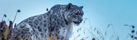 尼泊尔雪豹种群数量公布，全球 10% 栖息于此，保护与生态价值凸显