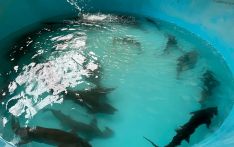 鲟鱼与鳟鱼:不丹新兴的水产养殖业